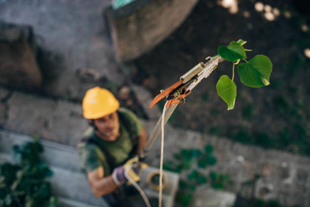 How Our Tree Care Process Works  in  Nahunta, GA